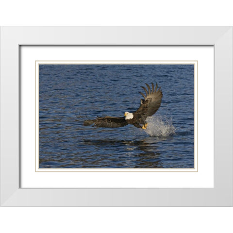AK, Kachemak Bay SP, Bald eagle with fish White Modern Wood Framed Art Print with Double Matting by Grall, Don