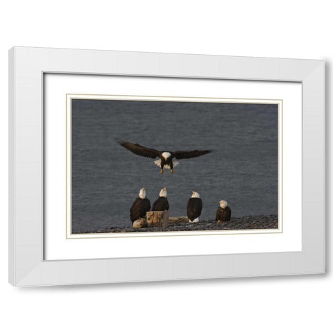 AK, Kachemak Bay, Homer Spit Bald eagle landing White Modern Wood Framed Art Print with Double Matting by Grall, Don