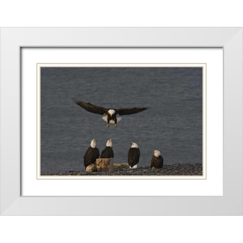 AK, Kachemak Bay, Homer Spit Bald eagle landing White Modern Wood Framed Art Print with Double Matting by Grall, Don