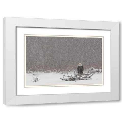 Alaska, Chilkat River Bald eagle in snow storm White Modern Wood Framed Art Print with Double Matting by Illg, Cathy and Gordon