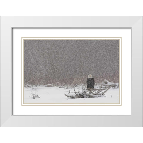 Alaska, Chilkat River Bald eagle in snow storm White Modern Wood Framed Art Print with Double Matting by Illg, Cathy and Gordon
