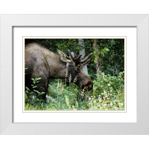 Alaska, Icy Bay Bull moose grazing in the woods White Modern Wood Framed Art Print with Double Matting by Williams, Joanne