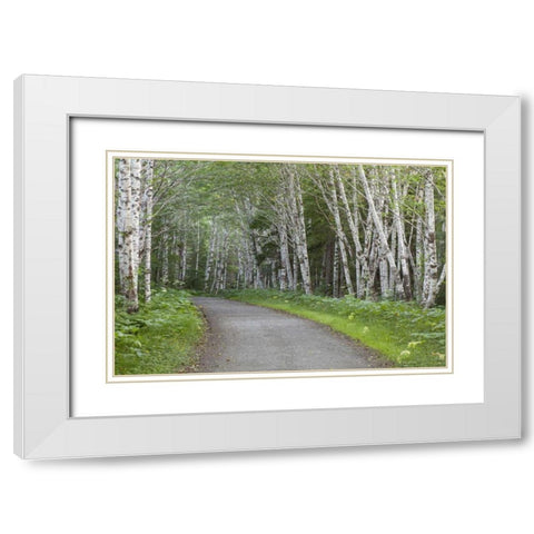 AK, Douglas Island Road through alder trees White Modern Wood Framed Art Print with Double Matting by Paulson, Don
