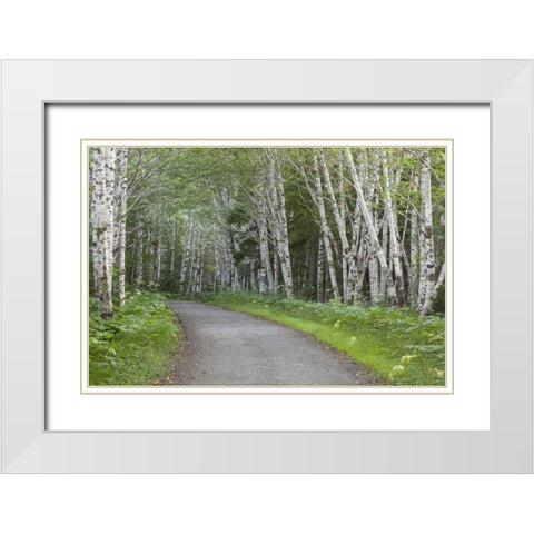 AK, Douglas Island Road through alder trees White Modern Wood Framed Art Print with Double Matting by Paulson, Don