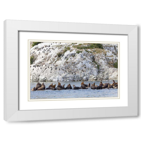 AK, Glacier Bay NP Resting Steller sea lions White Modern Wood Framed Art Print with Double Matting by Paulson, Don