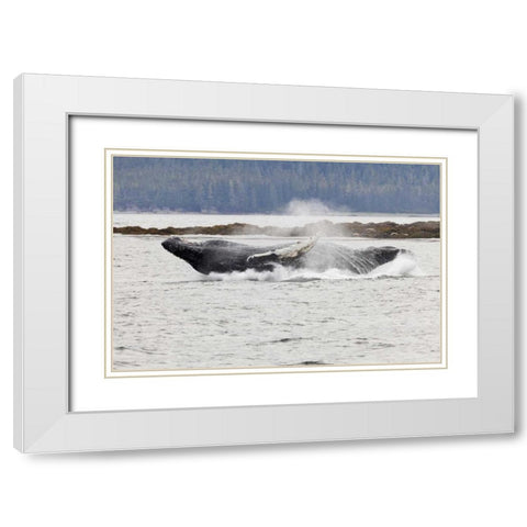 AK, Frederick Sound Humpback whale lunging White Modern Wood Framed Art Print with Double Matting by Paulson, Don