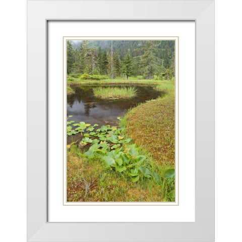 Alaska, Admiralty Island Pond and forest White Modern Wood Framed Art Print with Double Matting by Paulson, Don