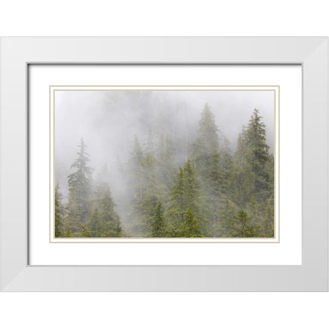Alaska Fog in spruce and hemlock forest White Modern Wood Framed Art Print with Double Matting by Paulson, Don
