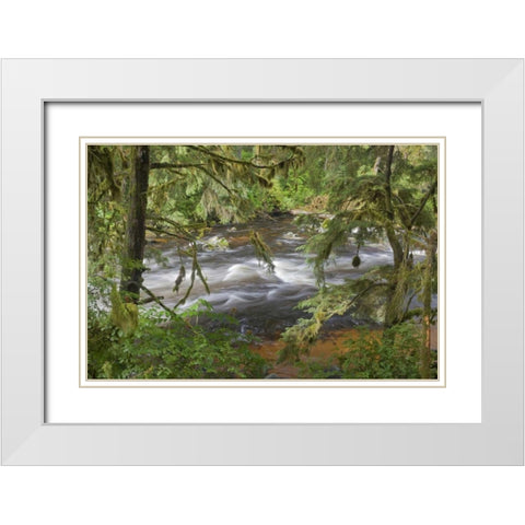Alaska, Anan Creek Creek between cypress trees White Modern Wood Framed Art Print with Double Matting by Paulson, Don