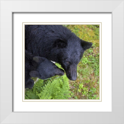 Alaska, Anan Creek Mother bear and cub White Modern Wood Framed Art Print with Double Matting by Paulson, Don