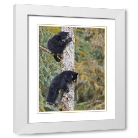 Alaska, Anan Creek Two black bear cubs in a tree White Modern Wood Framed Art Print with Double Matting by Paulson, Don
