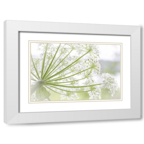 Alaska, Glacier Bay Cow parsnip in Bartlett Cove White Modern Wood Framed Art Print with Double Matting by Paulson, Don