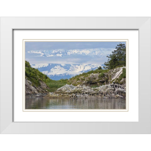 AK, Glacier Bay NP Cormorants on rocks White Modern Wood Framed Art Print with Double Matting by Paulson, Don