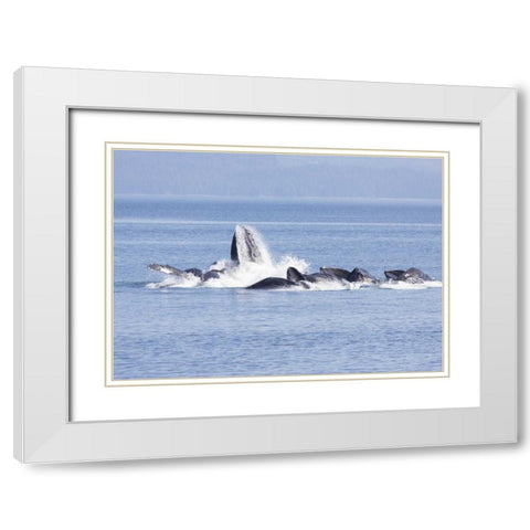 Alaska, Freshwater Bay Humpback whales feeding White Modern Wood Framed Art Print with Double Matting by Paulson, Don