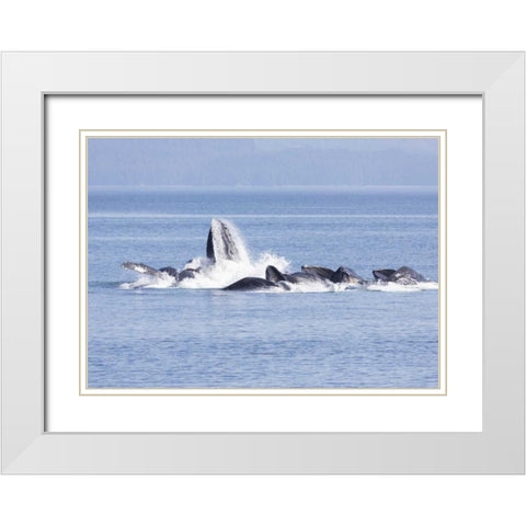 Alaska, Freshwater Bay Humpback whales feeding White Modern Wood Framed Art Print with Double Matting by Paulson, Don
