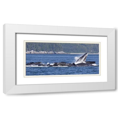 Alaska, Freshwater Bay Humpback whales feeding White Modern Wood Framed Art Print with Double Matting by Paulson, Don