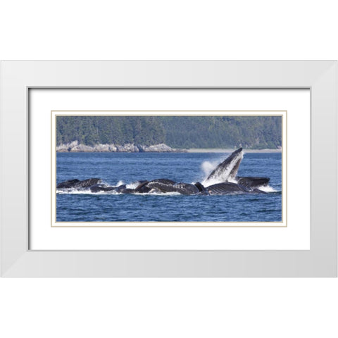 Alaska, Freshwater Bay Humpback whales feeding White Modern Wood Framed Art Print with Double Matting by Paulson, Don