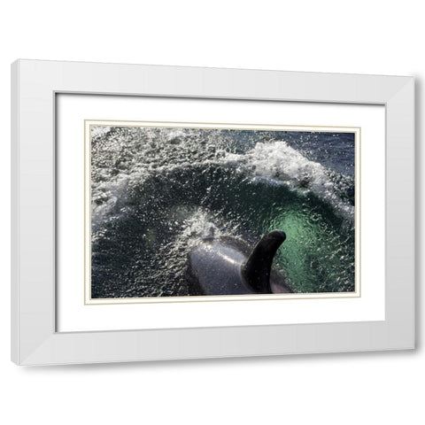 Alaska, Tenakee Springs Orca whale diving White Modern Wood Framed Art Print with Double Matting by Paulson, Don