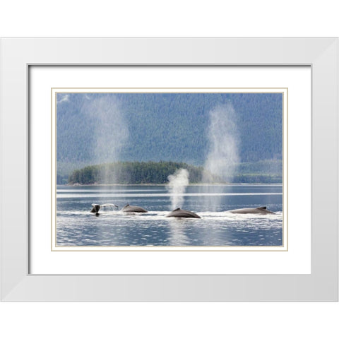 AK, Seymour Canal Diving humpback whales White Modern Wood Framed Art Print with Double Matting by Paulson, Don