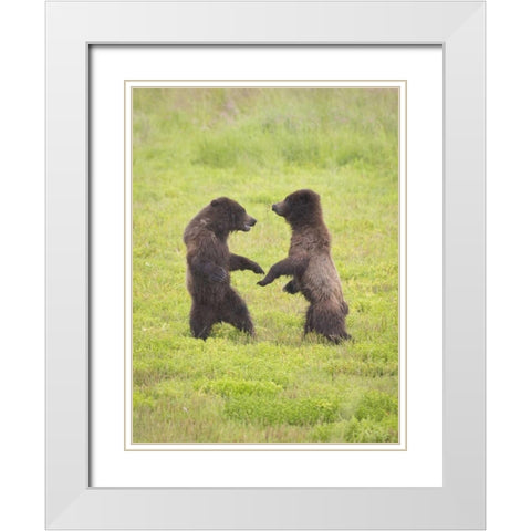 AK, Tongass NF, Two brown bear cubs play-fighting White Modern Wood Framed Art Print with Double Matting by Paulson, Don