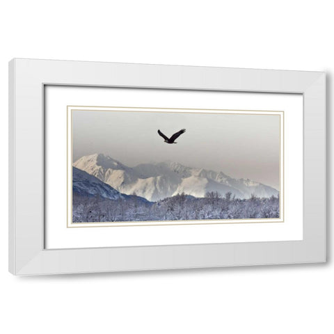 AK, Chilkat Bald eagle flies in preserve White Modern Wood Framed Art Print with Double Matting by Illg, Cathy and Gordon