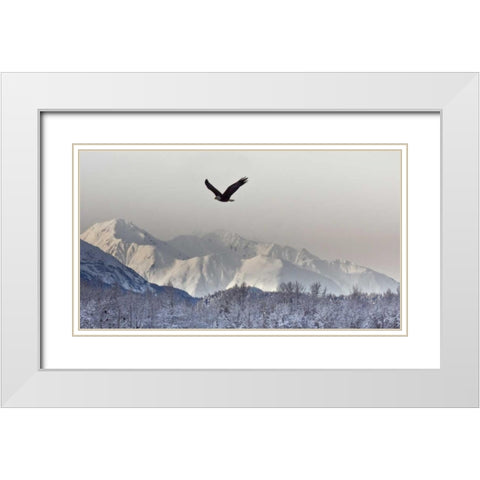 AK, Chilkat Bald eagle flies in preserve White Modern Wood Framed Art Print with Double Matting by Illg, Cathy and Gordon