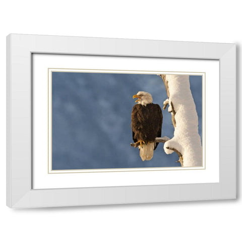 AK, Chilkat Bald eagle perched on branch White Modern Wood Framed Art Print with Double Matting by Illg, Cathy and Gordon