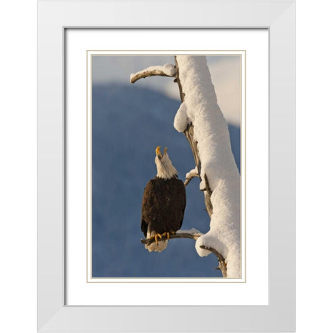AK, Chilkat Bald eagle perched on branch White Modern Wood Framed Art Print with Double Matting by Illg, Cathy and Gordon