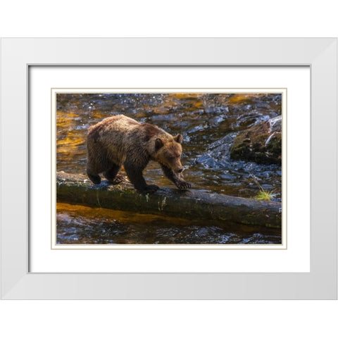 AK, Tongass NF Grizzly bear on log hunting White Modern Wood Framed Art Print with Double Matting by Illg, Cathy and Gordon