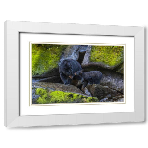 Alaska, Tongass NF Mother black bear and cub White Modern Wood Framed Art Print with Double Matting by Illg, Cathy and Gordon