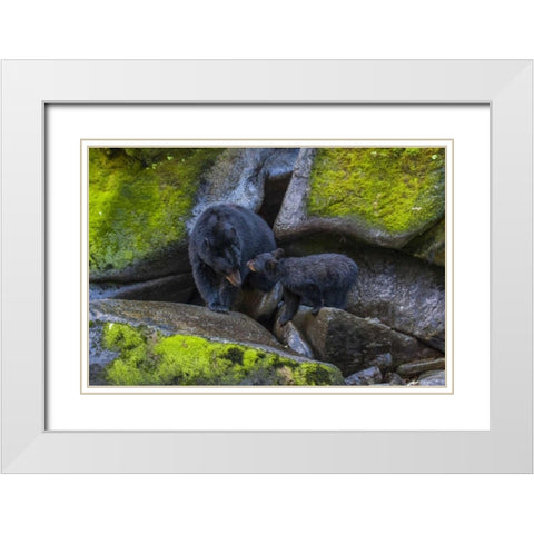 Alaska, Tongass NF Mother black bear and cub White Modern Wood Framed Art Print with Double Matting by Illg, Cathy and Gordon
