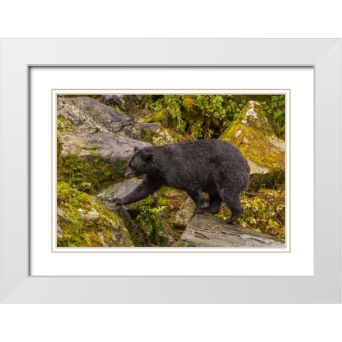 AK, Tongass NF Black bear walking among boulders White Modern Wood Framed Art Print with Double Matting by Illg, Cathy and Gordon