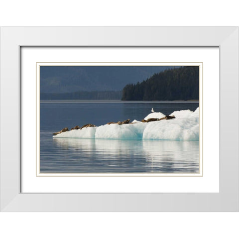 Alaska, Tongass NF Harbor seals on iceberg White Modern Wood Framed Art Print with Double Matting by Illg, Cathy and Gordon