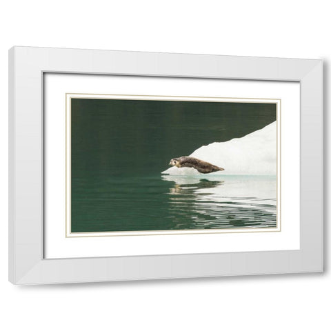 Alaska, Tongass NF Lone harbor seal on iceberg White Modern Wood Framed Art Print with Double Matting by Illg, Cathy and Gordon