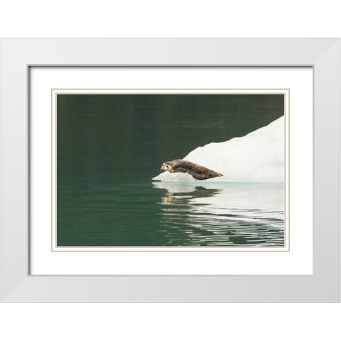 Alaska, Tongass NF Lone harbor seal on iceberg White Modern Wood Framed Art Print with Double Matting by Illg, Cathy and Gordon
