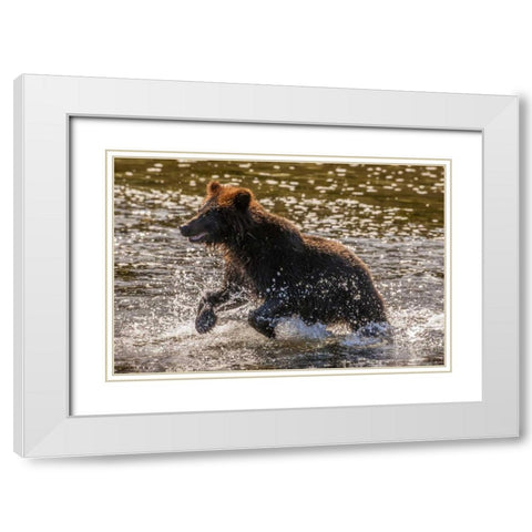 AK, Tongass NF Young grizzly cub hunting fish White Modern Wood Framed Art Print with Double Matting by Illg, Cathy and Gordon