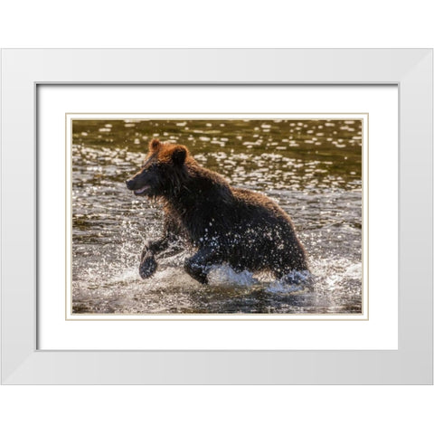 AK, Tongass NF Young grizzly cub hunting fish White Modern Wood Framed Art Print with Double Matting by Illg, Cathy and Gordon