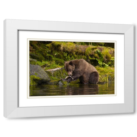 AK, Tongass NF Grizzly bear catches salmon White Modern Wood Framed Art Print with Double Matting by Illg, Cathy and Gordon