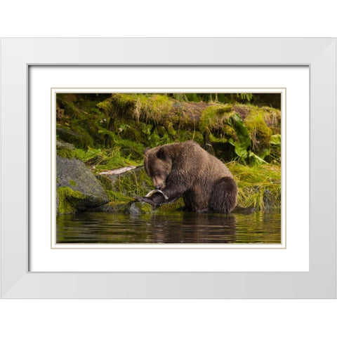 AK, Tongass NF Grizzly bear catches salmon White Modern Wood Framed Art Print with Double Matting by Illg, Cathy and Gordon