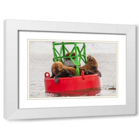Alaska, Tongass NF Sea lions resting on a buoy White Modern Wood Framed Art Print with Double Matting by Illg, Cathy and Gordon