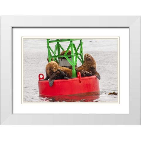 Alaska, Tongass NF Sea lions resting on a buoy White Modern Wood Framed Art Print with Double Matting by Illg, Cathy and Gordon