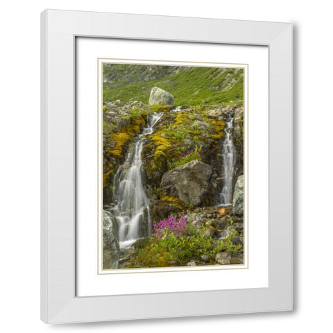 Alaska, Glacier Bay NP Fireweed and waterfall White Modern Wood Framed Art Print with Double Matting by Illg, Cathy and Gordon