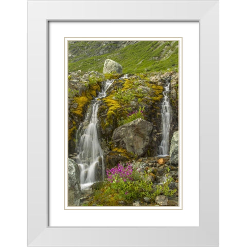 Alaska, Glacier Bay NP Fireweed and waterfall White Modern Wood Framed Art Print with Double Matting by Illg, Cathy and Gordon