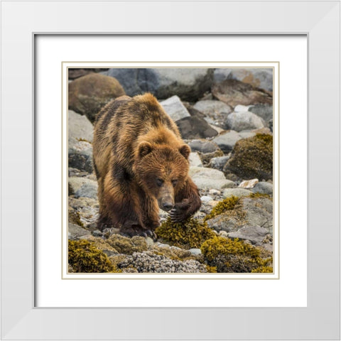 USA, Alaska, Glacier Bay NP Brown bear on beach White Modern Wood Framed Art Print with Double Matting by Paulson, Don