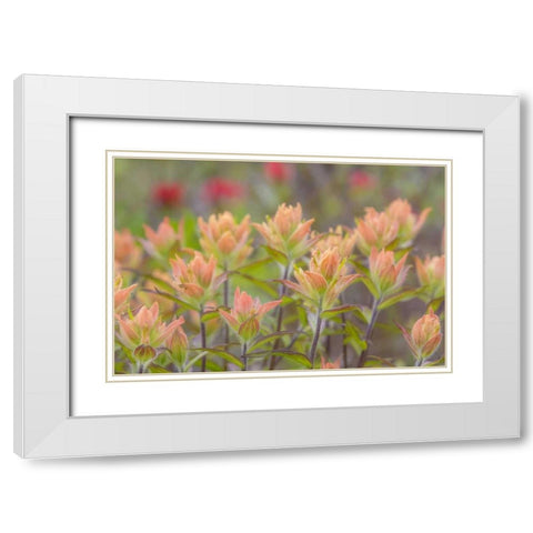 Alaska, Glacier Bay NP Indian paintbrush flowers White Modern Wood Framed Art Print with Double Matting by Paulson, Don