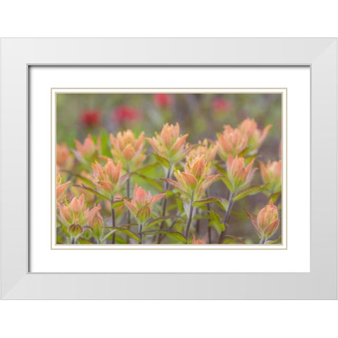 Alaska, Glacier Bay NP Indian paintbrush flowers White Modern Wood Framed Art Print with Double Matting by Paulson, Don