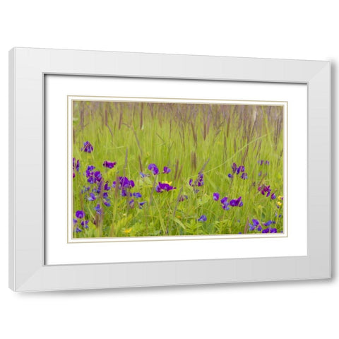 Alaska, Glacier Bay NP flowers in grassy meadow White Modern Wood Framed Art Print with Double Matting by Paulson, Don