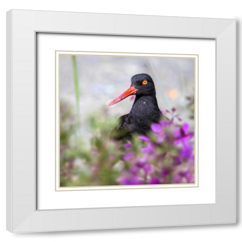 AK, Glacier Bay Black oyster catcher and flowers White Modern Wood Framed Art Print with Double Matting by Paulson, Don