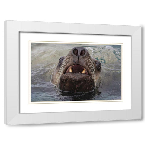 Alaska, Glacier Bay NP Stellar sea lion in water White Modern Wood Framed Art Print with Double Matting by Paulson, Don