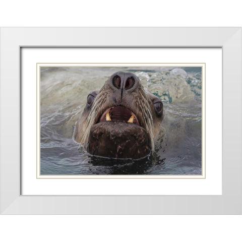 Alaska, Glacier Bay NP Stellar sea lion in water White Modern Wood Framed Art Print with Double Matting by Paulson, Don